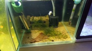 Покровные стёкла на аквариумах.