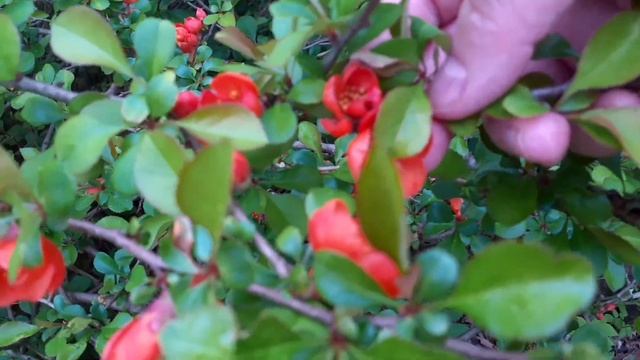 Айва японская (Chaenomeles japonica). смотреть онлайн