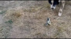 СОБАКА ПРОТИВ ЗМЕИ