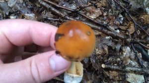 rőt selyemgomba, Amanita fulva, tawny grisette, Rotbrauner Streifling