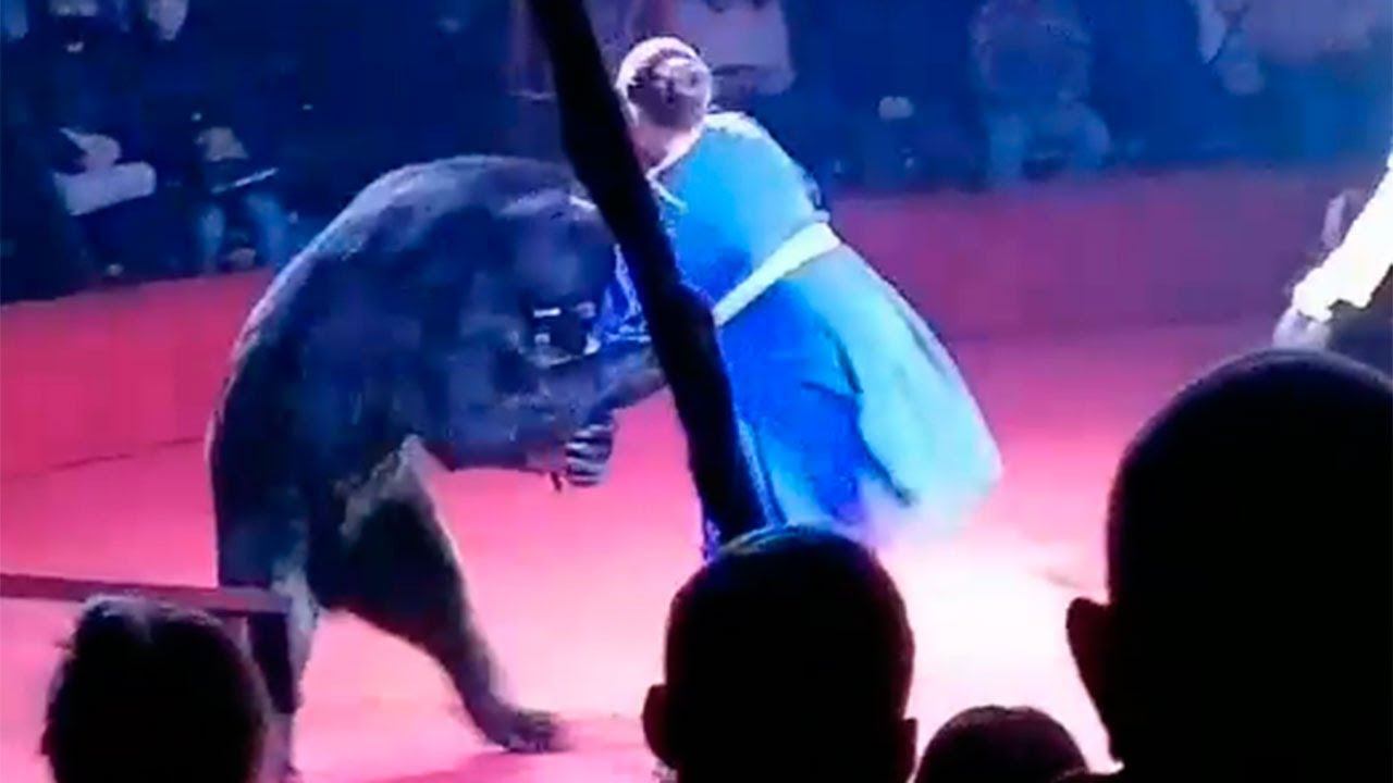 Прокуратура расследует нападение медведя на дрессировщицу в орловском цирке