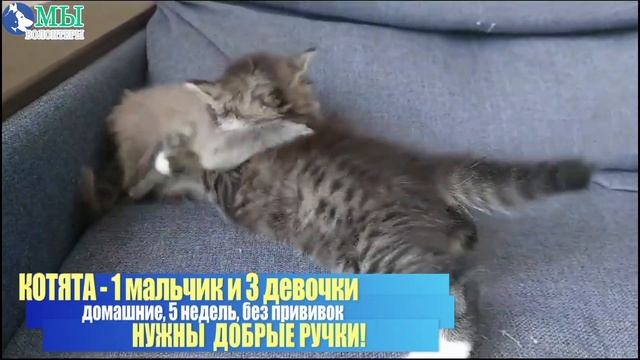 ?? КОТЯТАМ нужен ДОМ❗❗ Домашние малыши, 1 мальчик и 3 девочки,  РЕПОСТ, ДРУЗЬЯ❗❗ смотреть онлайн