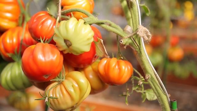 Томат Нина. Очень вкусный крупноплодный томат индетерминантного типа роста от Партнер.