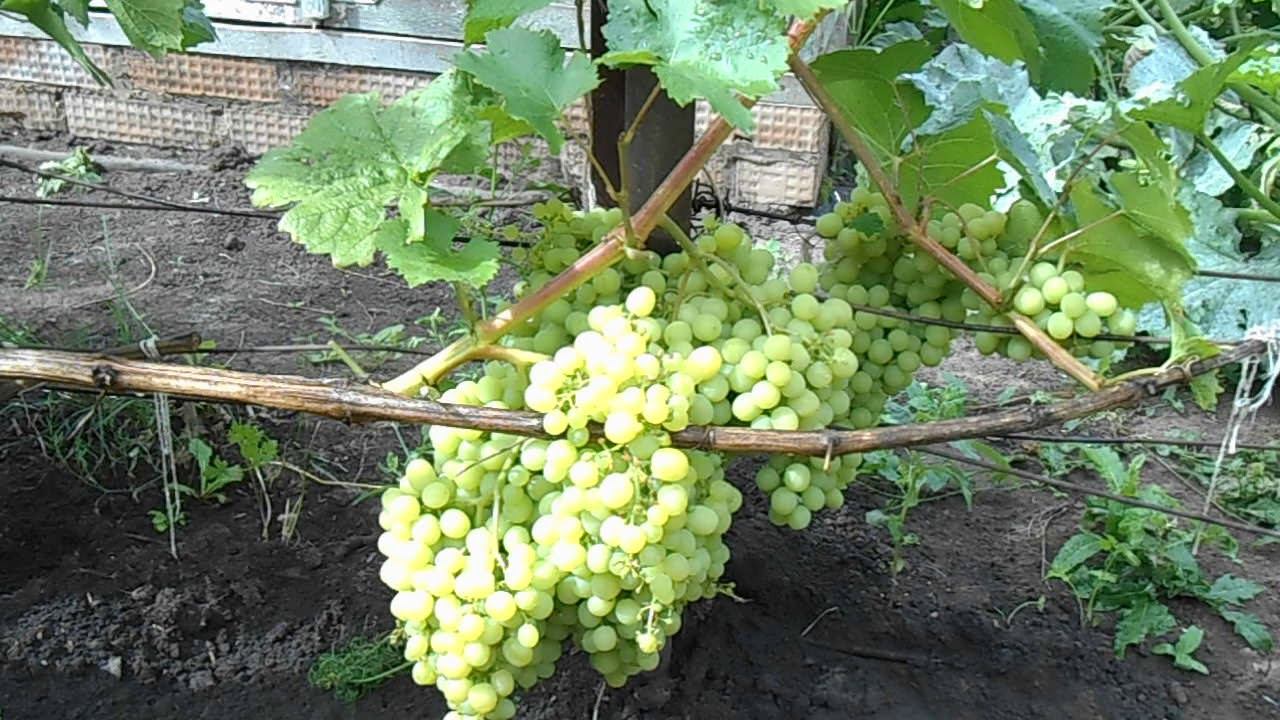 Виноград на своём участке