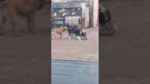 Алабай против кавказца