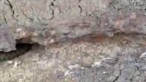Водоплавающая змея Черного моря.