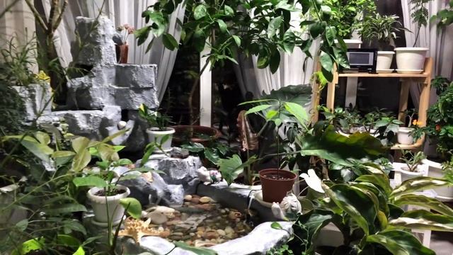 БУГЕНВИЛЛИЯ ЗИМА ЗА ОКНОМ А МЫ ЦВЕТЕМ | ОБЗОР И УХОД ЗИМОЙ 4К смотреть онлайн