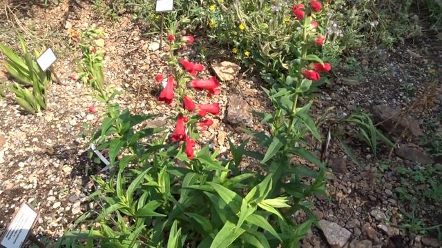 Penstemon hartwegii Benth. смотреть онлайн