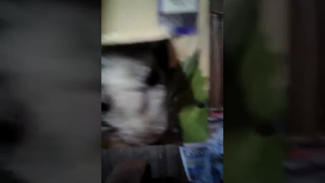 Переноска для шиншиллы смотреть онлайн