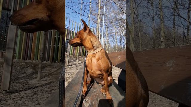 5 минусов породы цвергпинчер #Казань #Россия  #lifestyle #цвергпинчер