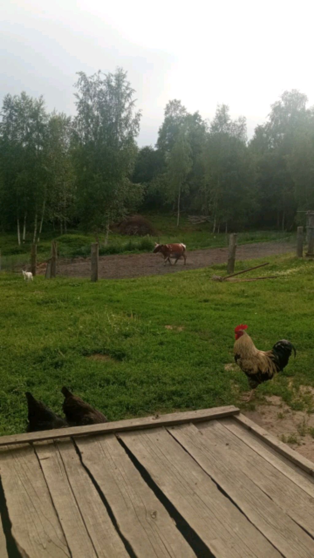 гуляем с систр смотреть онлайн