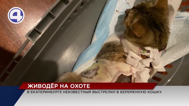 В Екатеринбурге на Эльмаше живодёр выстрелил в кошку