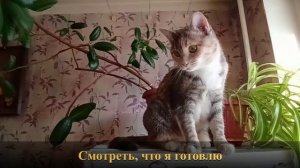 Высоко сижу