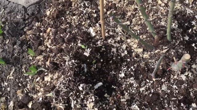 Первая весенняя подкормка для роз в моем саду! Азотное удобрение для роз.