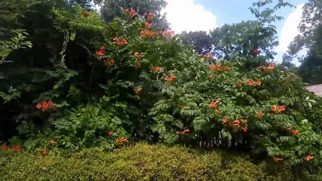 ГОРОДСКИЕ ЦВЕТЫ. КАЛИНИНГРАД, смотреть онлайн