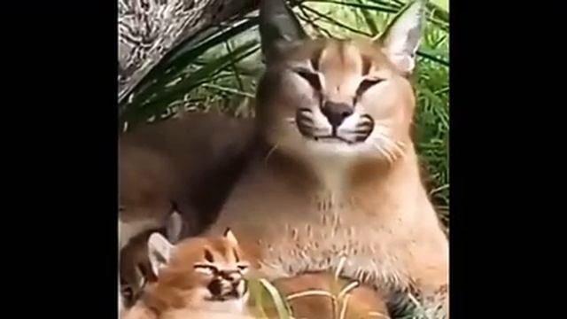 Большой шлёпа и маленький шлёпа, ПЕЛЬМЕНИ смотреть онлайн