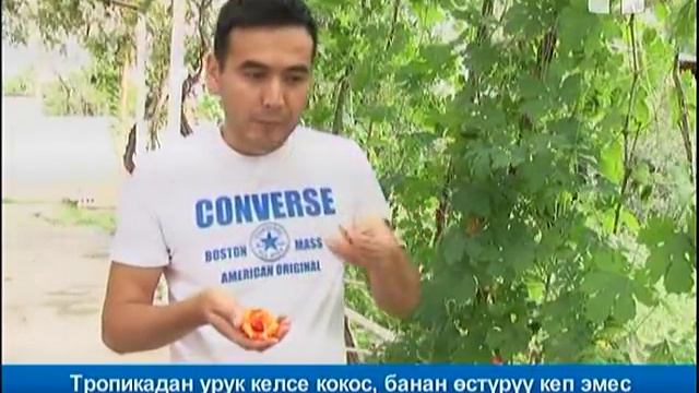 Тропикадан урук келсе кокос, банан өстүрүү кеп эмес смотреть онлайн