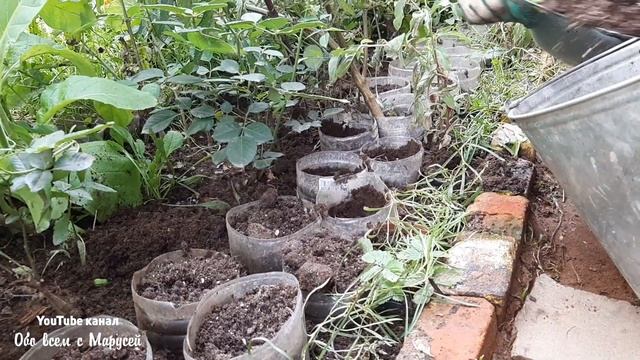 САЖАЮ ТЮЛЬПАНЫ НАРЦИССЫ КОСТИ НА УДОБРЕНИЕ СПОСОБ ОТПУГНУТЬ МЫШЕЙ смотреть онлайн