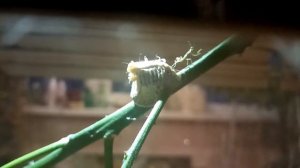 Рождение богомола