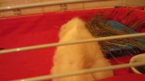 Хрипы у морской свинки