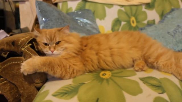 Мой рыжий кот смотреть онлайн