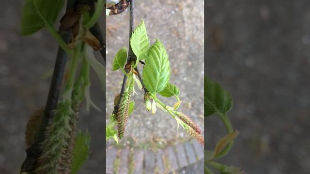 Downy Birch (Betula pubescens) - young female flowers & leaves - April 2018