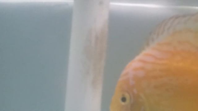 discus diskus golden marlboro смотреть онлайн