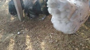 Куры АМЕРАУКАНЫ. Голубое яйцо.