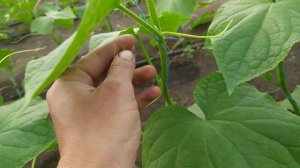 Пасынкование формирование огурцов