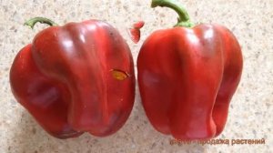 Перец сладкий Красное чудо (krasnoe chudo) ? обзор: как сажать, семена перца Красное чудо