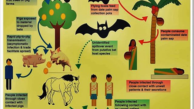 Nipah Virus - Symptoms, Causes, Treatment, Prevention
