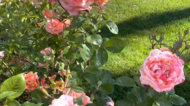 Peach Swirl Rose Spring 2023 Easy Colorful Fragrant смотреть онлайн