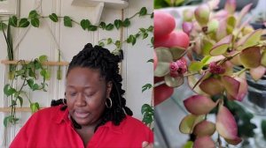 The Plant Lounge: Hoya Overload! Ep #2