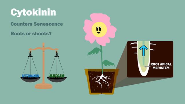 PLANT HORMONES - Auxin Gibberellin Cytokinin Ethylene Abscisic Acid смотреть онлайн
