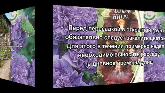 Мальва. Все о Мальве за 5 минут смотреть онлайн