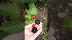 Вкуснейшая ежевика Астерина