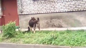 Собаки спариваются