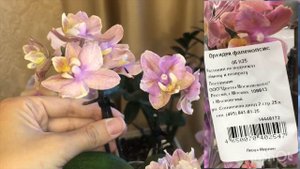 Орхидеи Парфюмерные фабрики новинка Summerion и Valkion (Валкион)