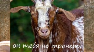Козлы поют песню про себя(Песня про козла)