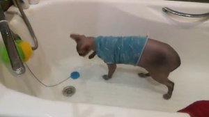 Водоплавающий сфинкс Симба купается в ванной