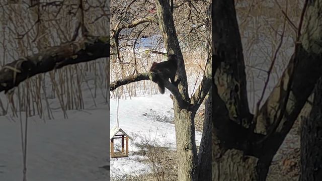 Забавный, хитрый кот наблюдает за птичками.