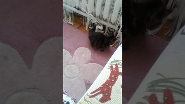 У меня появились котята ? смотреть онлайн