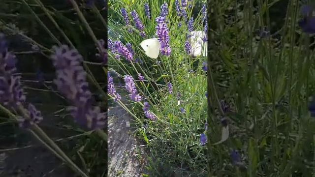 Drugelio šokis levandose 💜 #lavender #levanderija #levanda #lawenda #lavanda #лаванда #levante