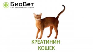 Креатинин у кошек