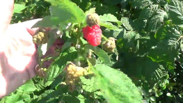 Мой сад , на конец августа ! смотреть онлайн