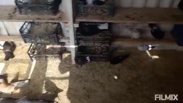 🖐Обзор птиц,и вообще обстановка хозяйства голубинного.🕊👍🖐🤝 смотреть онлайн