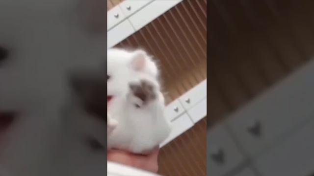 забавные котята 🐱 #кот # котята #shorts #прикольноевидео