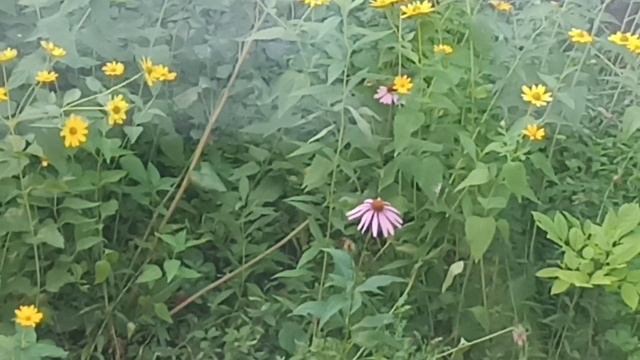 Эхинацея Пурпурная и Гелиопсис - садовые растения спсобные удивлять и восхищать смотреть онлайн
