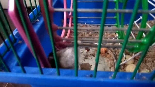 Джунгарские хомяки. Два мальчика в клетке. Что они делают? смотреть онлайн