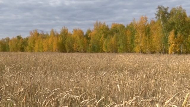 Русский фольклорный ансамбль "Полюшко" смотреть онлайн